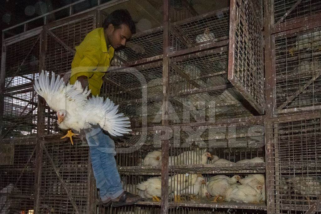 Broiler chickens raised for meat being unloaded from transport trucks near Crawford meat market in Mumbai