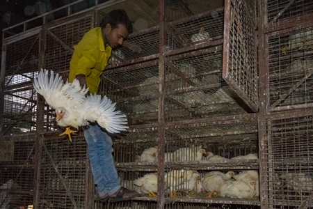 Broiler chickens raised for meat being unloaded from transport trucks near Crawford meat market in Mumbai