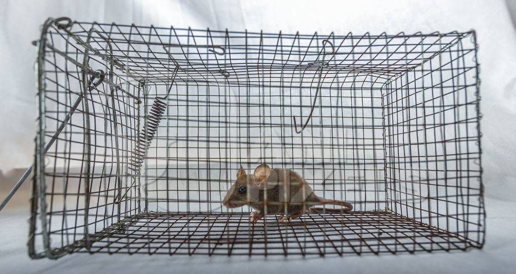 Mouse caught in a humane no-kill mouse trap waiting to be released