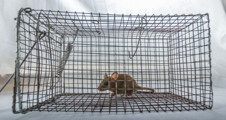 Mouse caught in a humane no-kill mouse trap waiting to be released