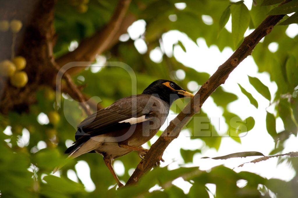 Indian mynah bird sitting in tree