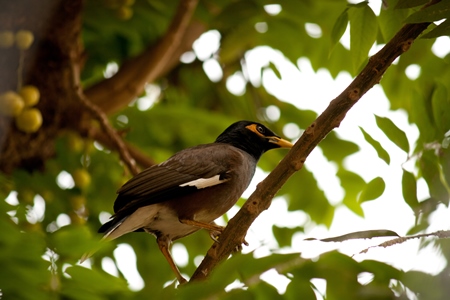Indian mynah bird sitting in tree