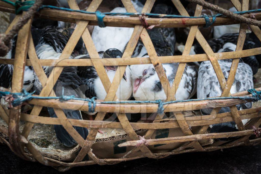 Pigeons in basket on sale for religious sacrifice at Kamakhya temple