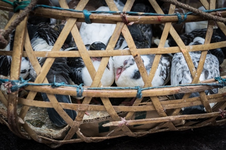 Pigeons in basket on sale for religious sacrifice at Kamakhya temple