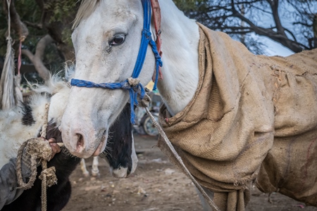 White horse used for marriage with foal standing in a field in Bikaner