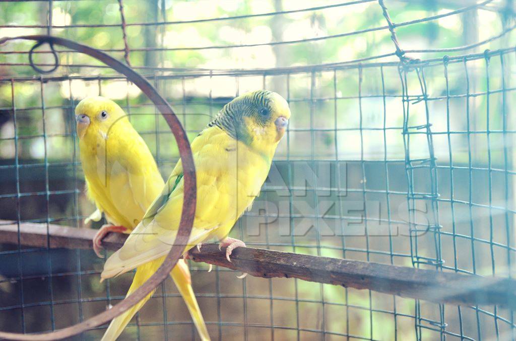 Two yellow parakeets in cage outside