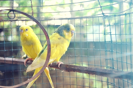 Two yellow parakeets in cage outside