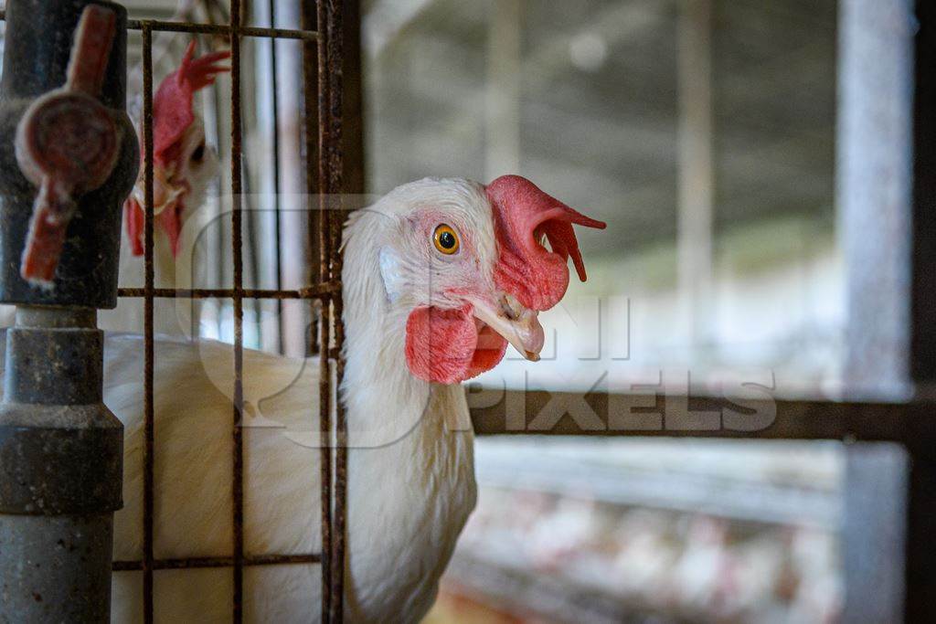 Indian chicken or layer hen pokes out from a wire battery cage  on an egg farm on the outskirts of Ajmer, Rajasthan, India, 2022
