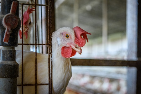 Indian chicken or layer hen pokes out from a wire battery cage  on an egg farm on the outskirts of Ajmer, Rajasthan, India, 2022