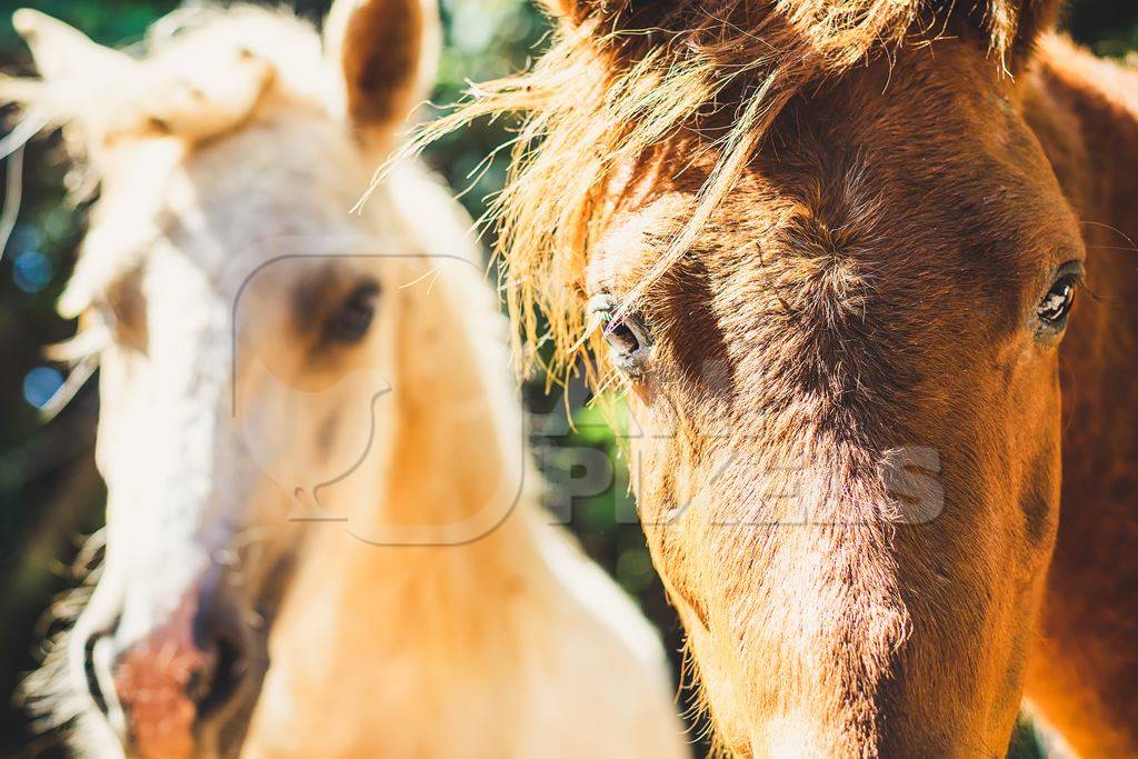 Close up of faces of  brown horse and one cream horse in sunlight