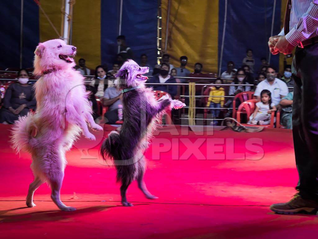 Performing dogs walking on hind legs at a show by Rambo Circus in Pune, Maharashtra, India, 2021