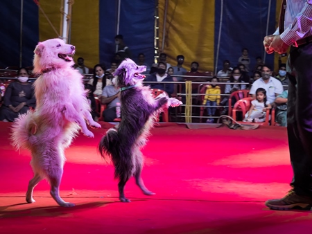 Performing dogs walking on hind legs at a show by Rambo Circus in Pune, Maharashtra, India, 2021