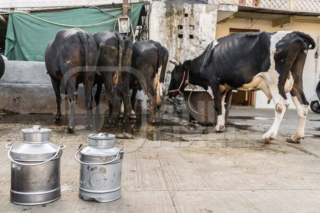 Dairy cows standing in a line with metal milk cans in an urban dairy in Maharashtra