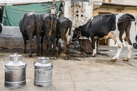 Dairy cows standing in a line with metal milk cans in an urban dairy in Maharashtra