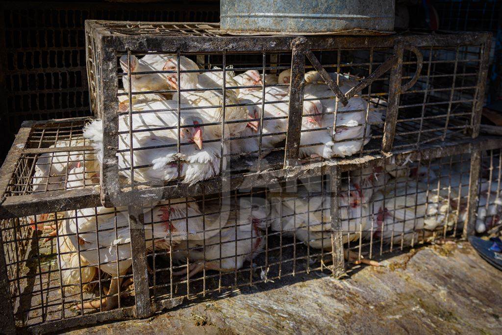 Indian broiler chickens in  small cages outside a chicken meat shop, Ajmer, Rajasthan, India, 2022