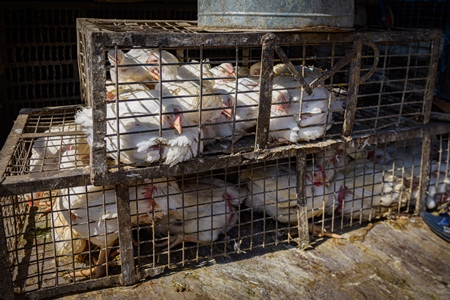 Indian broiler chickens in  small cages outside a chicken meat shop, Ajmer, Rajasthan, India, 2022