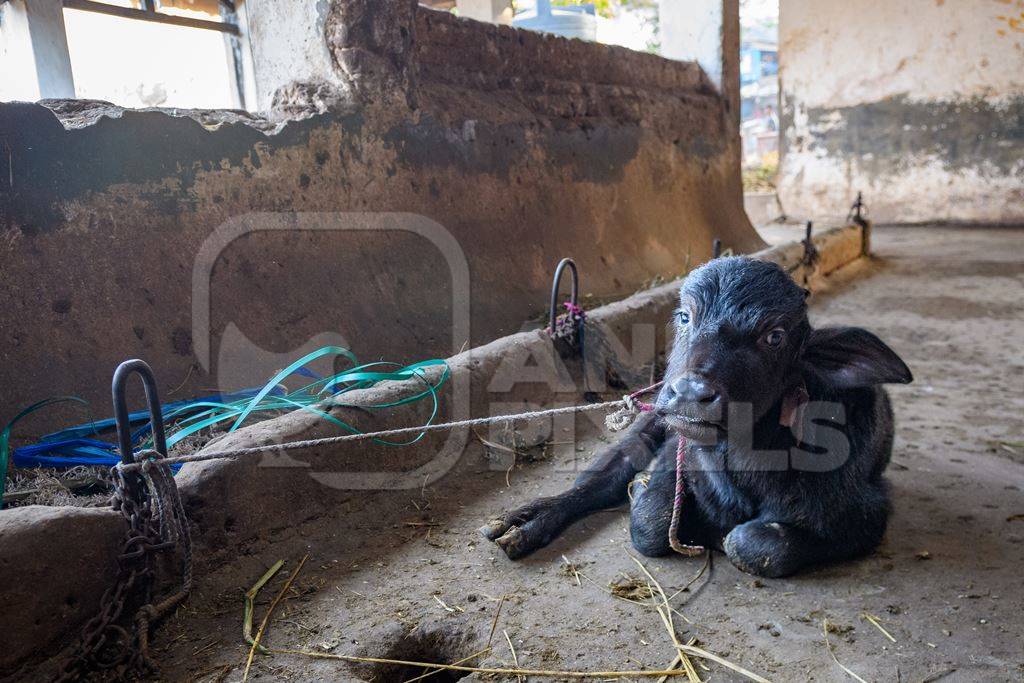 Farmed Indian buffalo calf tied up inside a large concrete shed on an urban dairy farm or tabela, Aarey milk colony, Mumbai, India, 2023