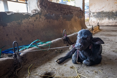 Farmed Indian buffalo calf tied up inside a large concrete shed on an urban dairy farm or tabela, Aarey milk colony, Mumbai, India, 2023