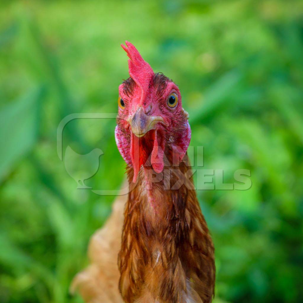 Brown chicken with green grass background