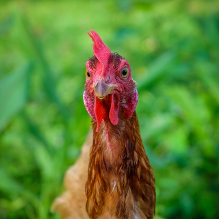 Brown chicken with green grass background