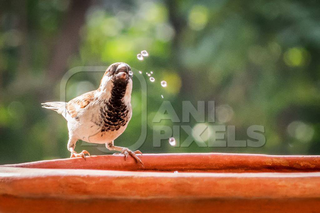 Small sparrow bird drinking from orange water bowl