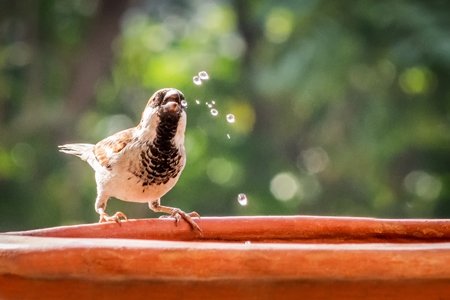 Small sparrow bird drinking from orange water bowl