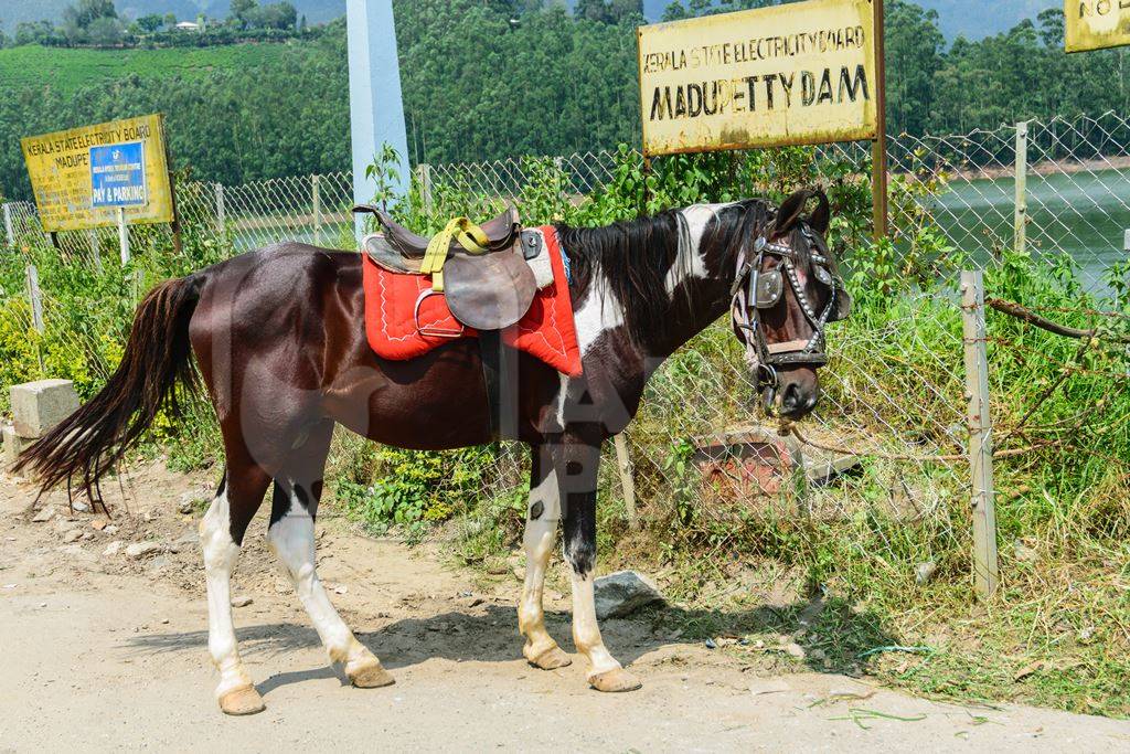 Pony tied up with bridle and saddle waiting for tourists rides in Kerala