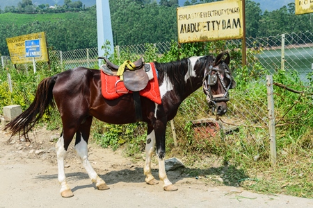 Pony tied up with bridle and saddle waiting for tourists rides in Kerala