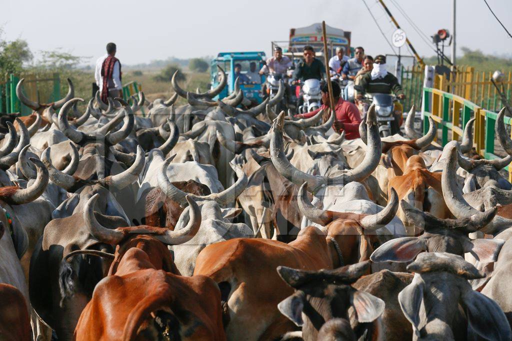 Herd of cattle walking behind farmer