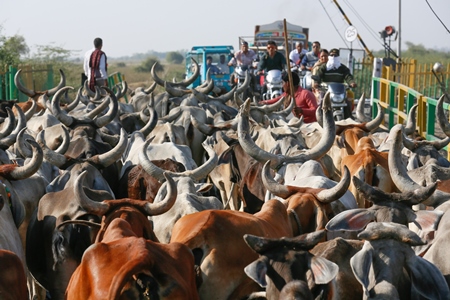 Herd of cattle walking behind farmer