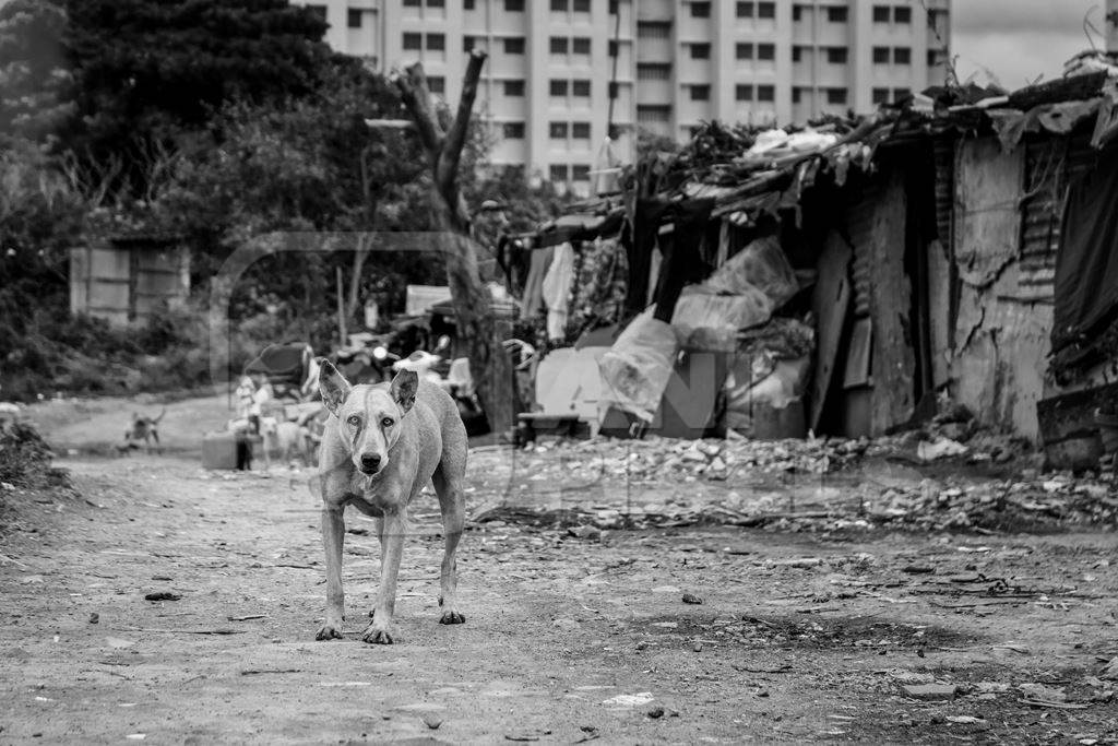 Territorial street dog defending slum in urban city with notched ear in black and white