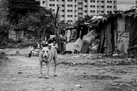 Territorial street dog defending slum in urban city with notched ear in black and white