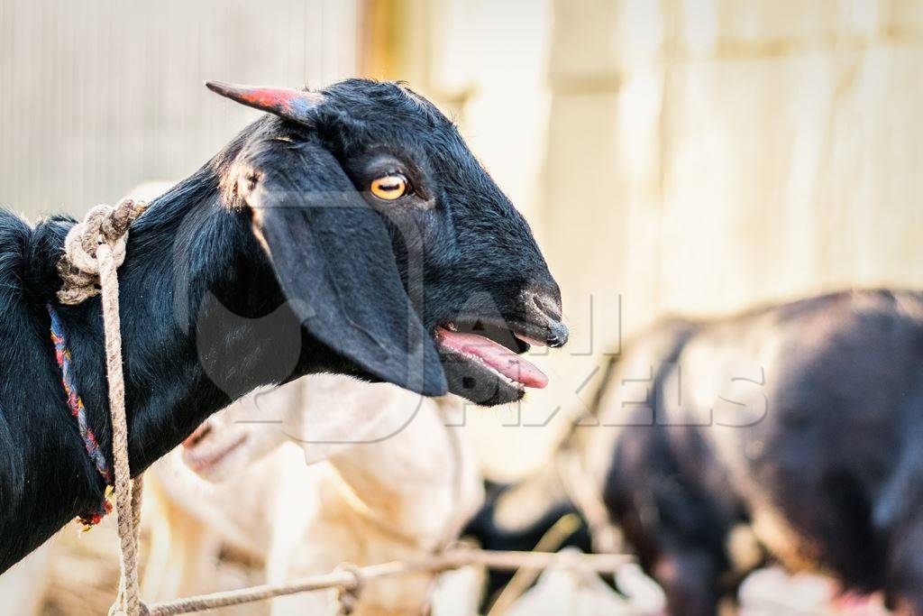 Black goat tied up outside a mutton shop in an urban city