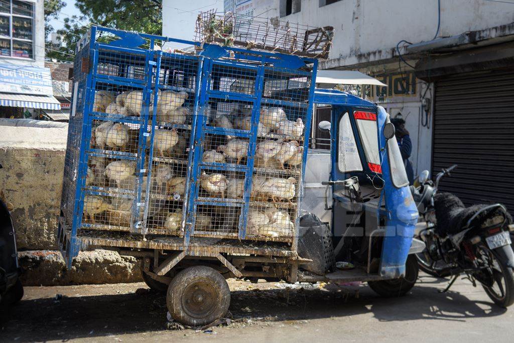 Indian broiler chickens in cages on a chicken truck outside a chicken meat shop, Ajmer, Rajasthan, India, 2022