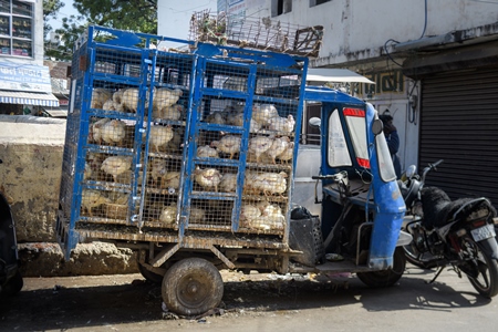Indian broiler chickens in cages on a chicken truck outside a chicken meat shop, Ajmer, Rajasthan, India, 2022