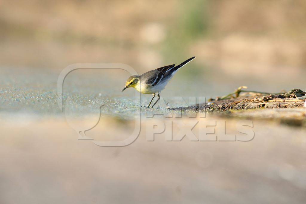 Citrine wagtail on sandy ground