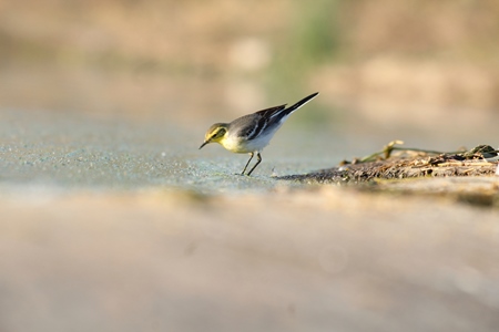 Citrine wagtail on sandy ground