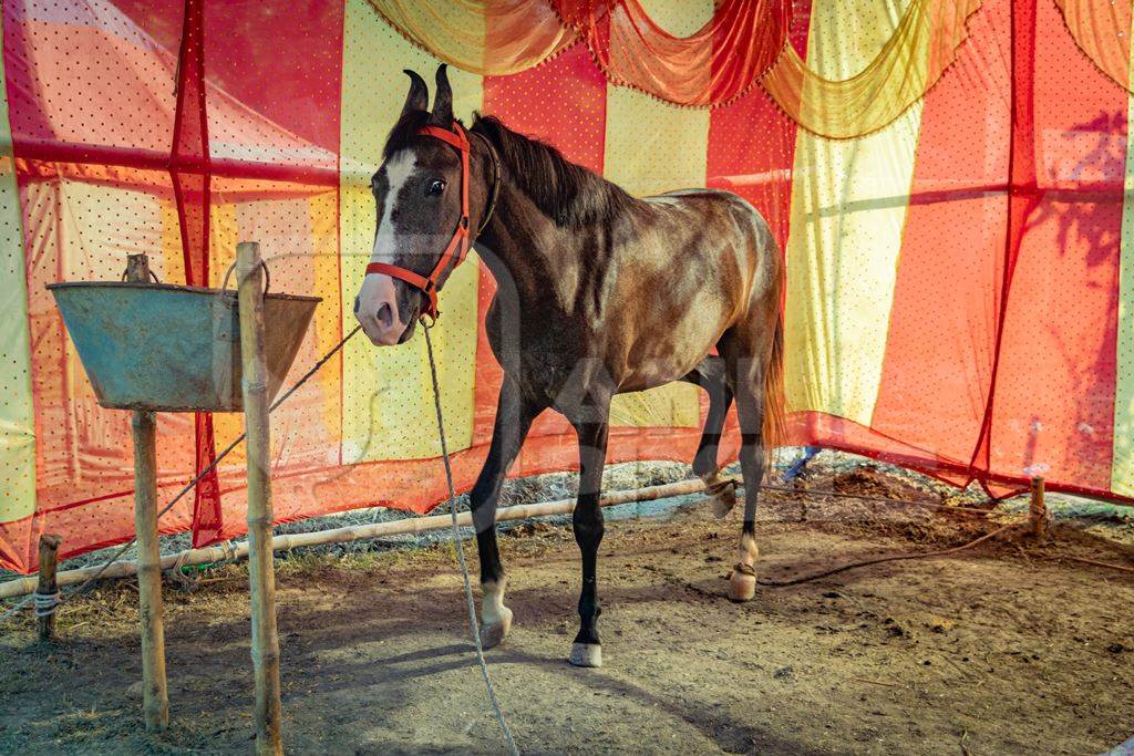 Brown horse tied up on show in a red and yellow tent at Sonepur mela or horse fair in Bihar, India, 2017
