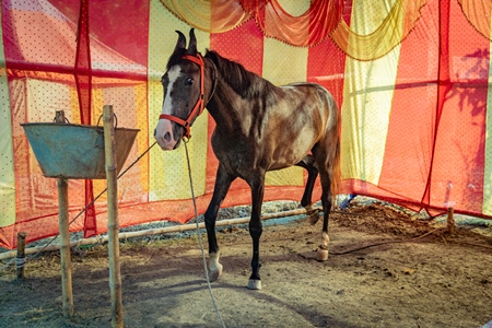 Brown horse tied up on show in a red and yellow tent at Sonepur mela or horse fair in Bihar, India, 2017