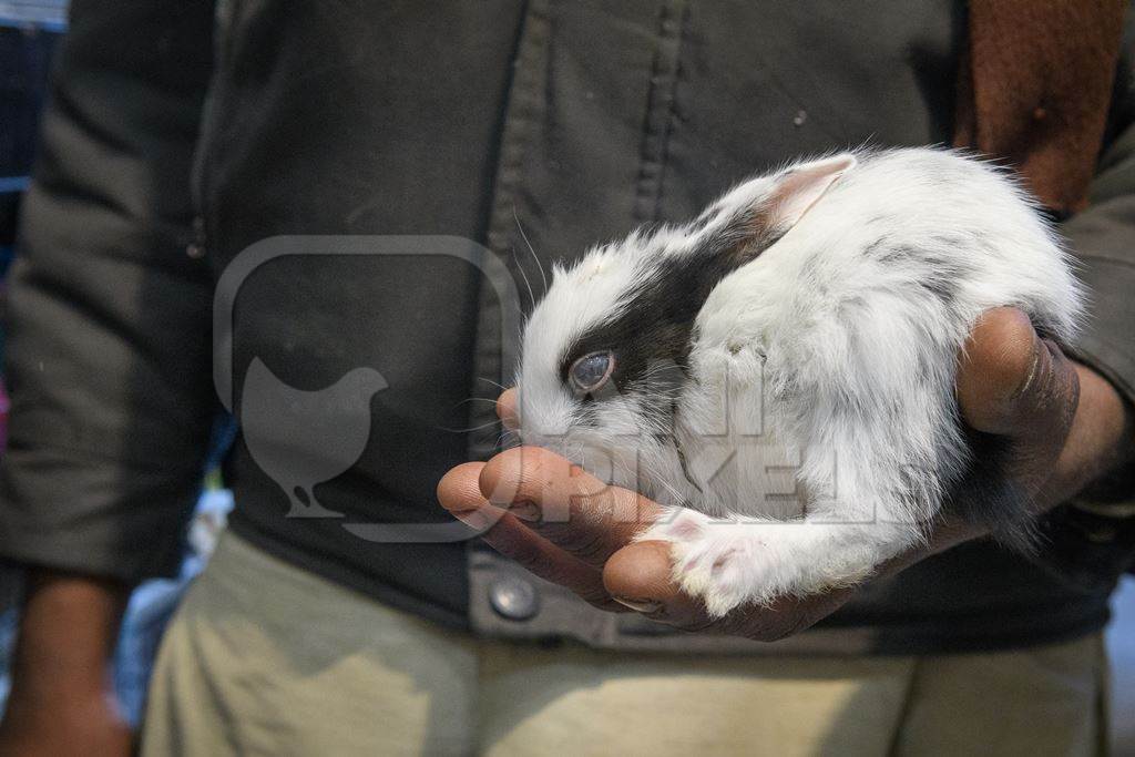 Baby rabbits on sale as pet at Kabootar market, Delhi, India, 2022