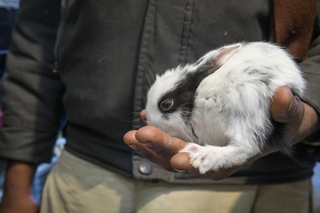 Baby rabbits on sale as pet at Kabootar market, Delhi, India, 2022