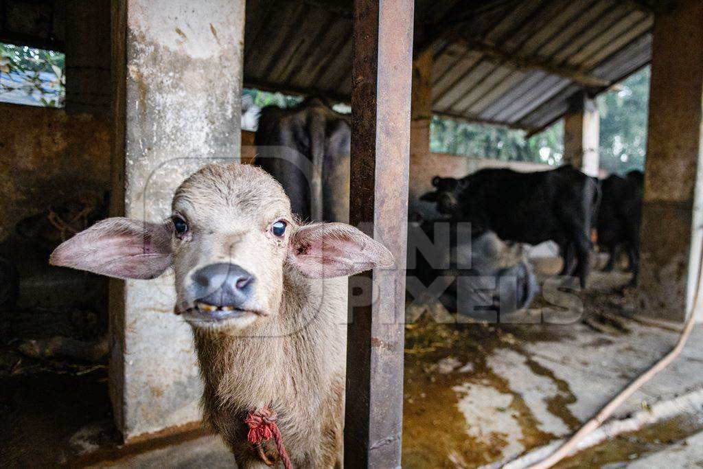 Pale Indian buffalo calf tied up away from the mother, with a line of chained female buffaloes in the background on an urban dairy farm or tabela, Aarey milk colony, Mumbai, India, 2023