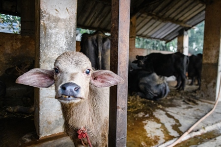 Pale Indian buffalo calf tied up away from the mother, with a line of chained female buffaloes in the background on an urban dairy farm or tabela, Aarey milk colony, Mumbai, India, 2023