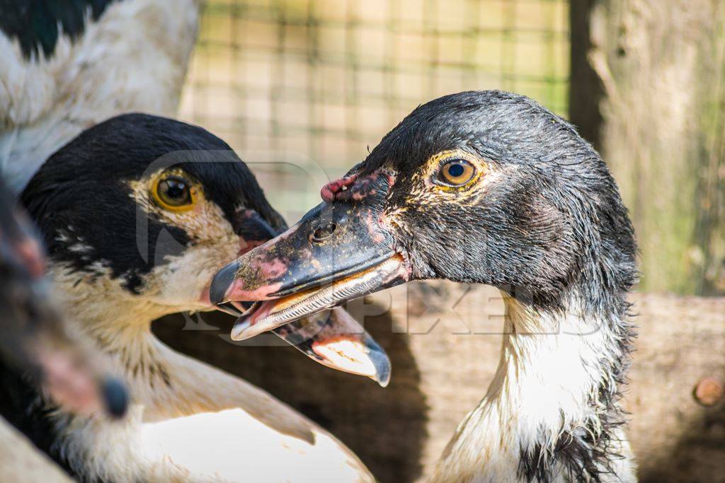 Farmed ducks in a village in rural Manipur