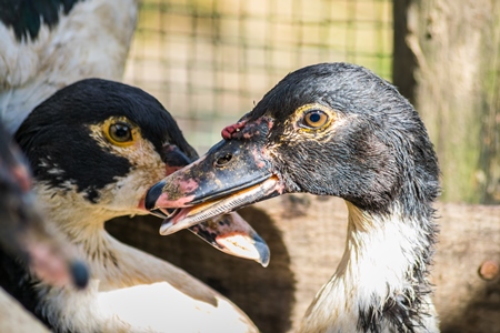 Farmed ducks in a village in rural Manipur