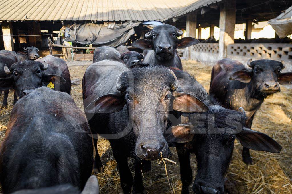 Pen containing female Indian buffaloes being reared to replace the milking herd on an urban dairy farm or tabela, Aarey milk colony, Mumbai, India, 2023