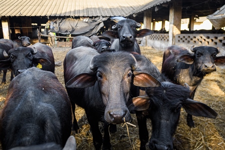 Pen containing female Indian buffaloes being reared to replace the milking herd on an urban dairy farm or tabela, Aarey milk colony, Mumbai, India, 2023