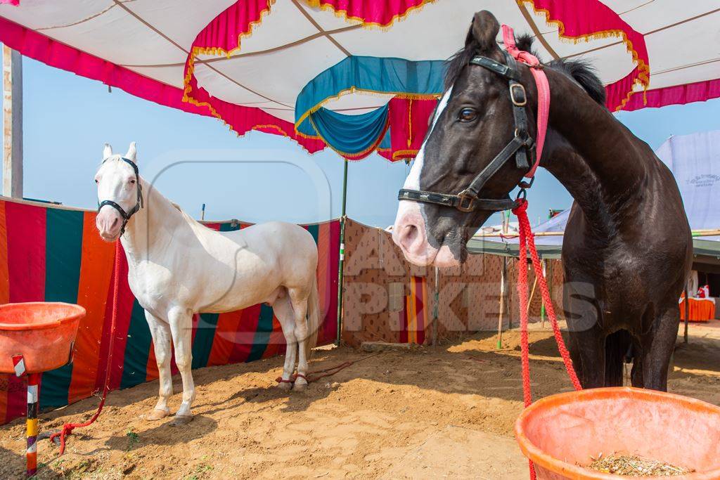 Indian horses on sale at a horse fair inside Pushkar camel fair in Pushkar, Rajasthan in India