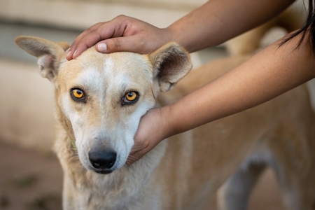 Young woman or animal rescue volunteer with Indian stray dog or street dog, India