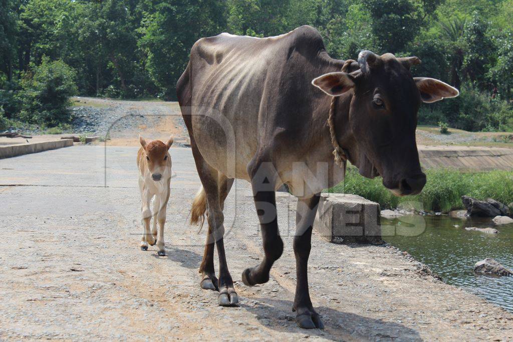 Cow and calf walking down the road